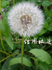 信用社逾期记录怎么处理 信用社逾期记录怎么处理