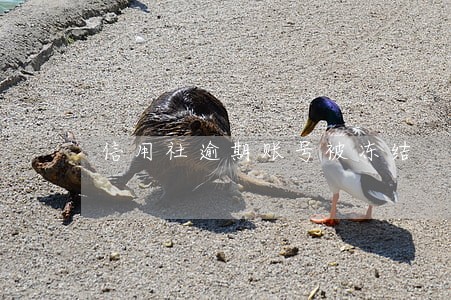 信用社逾期账号被冻结 信用社逾期账号被冻结