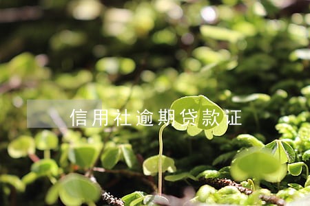 信用社逾期贷款证