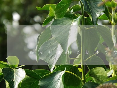 信用社逾期还款多少次不能贷款 信用社逾期还款多少次不能贷款