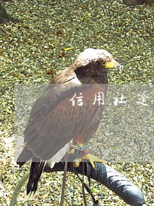 信用社逾期还能再贷吗 信用社逾期还能再贷吗