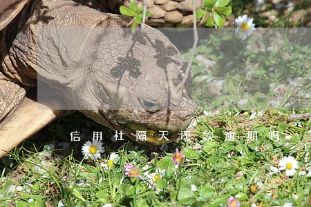 信用社隔天还款逾期吗 信用社隔天还款逾期吗