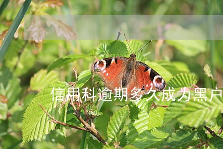 信用科逾期多久成为黑户 信用科逾期多久成为黑户