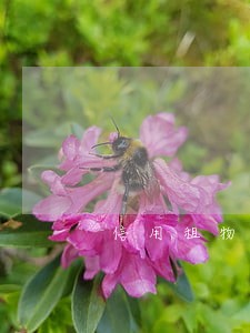 信用租物有逾期怎么办 信用租物有逾期怎么办