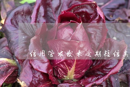 信用管家发来逾期短信真的吗 信用管家发来逾期短信真的吗