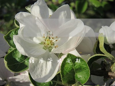 信用管家逾期 信用管家逾期
