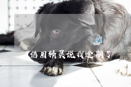 信用精灵说我逾期了 信用精灵说我逾期了