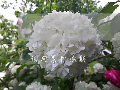 信用累积逾期 信用累积逾期