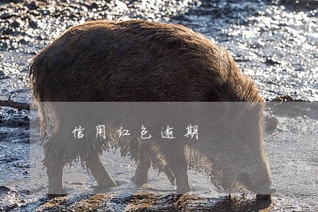 信用红包逾期