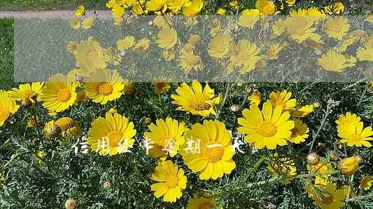信用经常逾期一天 信用经常逾期一天