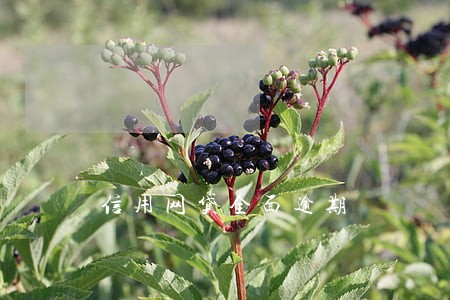 信用网贷全面逾期 信用网贷全面逾期