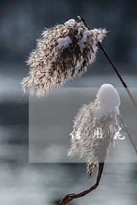 信用花了没有逾期怎么办 信用花了没有逾期怎么办