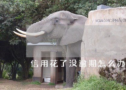 信用花了没逾期怎么办 信用花了没逾期怎么办