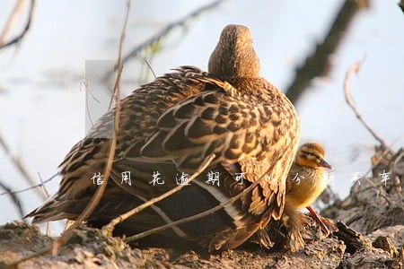 信用花逾期可以分期买车吗 信用花逾期可以分期买车吗