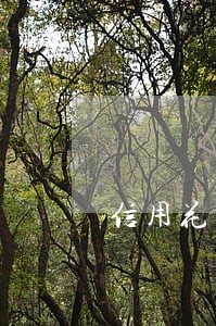信用花逾期还不上 信用花逾期还不上