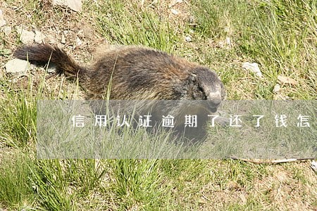 信用认证逾期了还了钱怎么办 信用认证逾期了还了钱怎么办