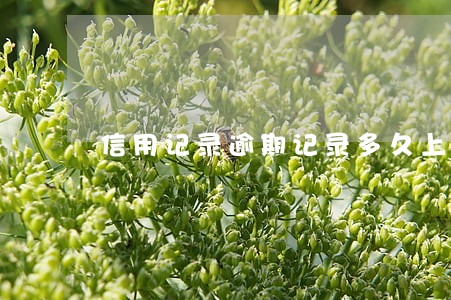 信用记录逾期记录多久上报 信用记录逾期记录多久上报