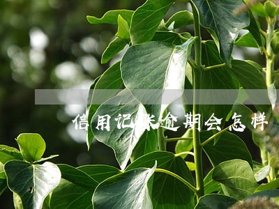 信用记账逾期会怎样 信用记账逾期会怎样