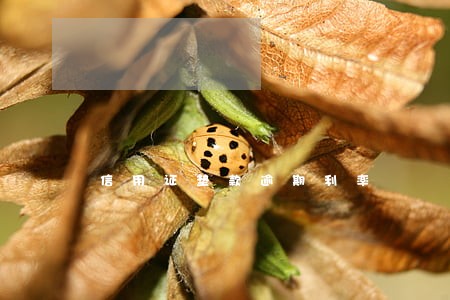 信用证垫款逾期利率 信用证垫款逾期利率