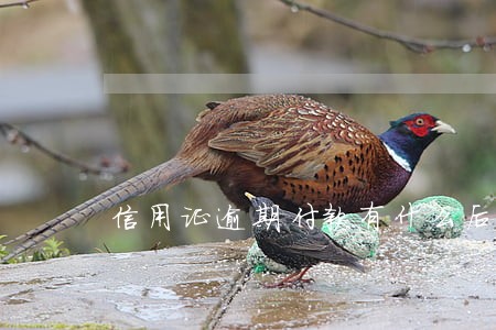 信用证逾期付款有什么后果 信用证逾期付款有什么后果