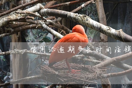 信用证逾期多长时间注销