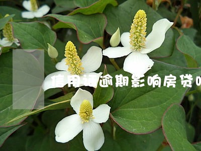 信用证逾期影响房贷吗 信用证逾期影响房贷吗
