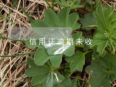 信用证逾期未收 信用证逾期未收