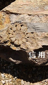 信用证逾期还能补给单据吗 信用证逾期还能补给单据吗
