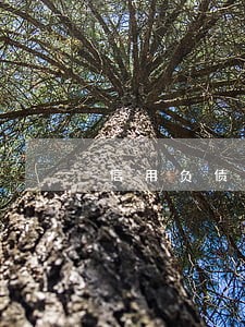 信用负债逾期 信用负债逾期