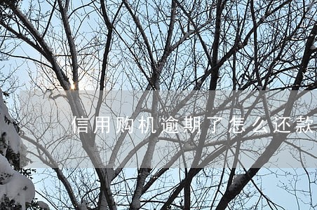信用购机逾期了怎么还款 信用购机逾期了怎么还款