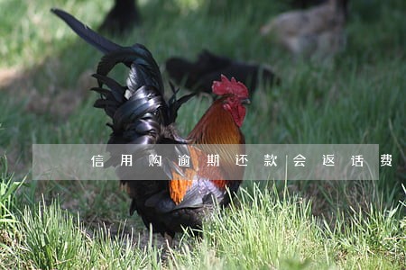 信用购逾期还款会返话费吗 信用购逾期还款会返话费吗