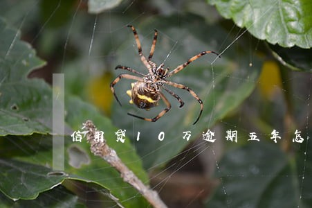 信用贷10万逾期五年怎么办 信用贷10万逾期五年怎么办