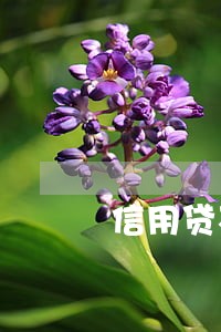 信用贷不小心逾期一天 信用贷不小心逾期一天