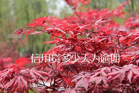 信用贷多少天为逾期 信用贷多少天为逾期