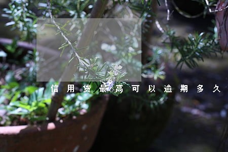 信用贷最高可以逾期多久 信用贷最高可以逾期多久