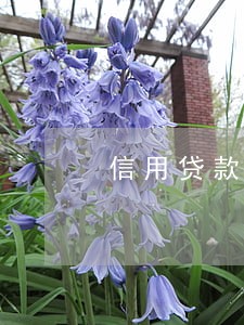 信用贷款50万逾期未还 信用贷款50万逾期未还