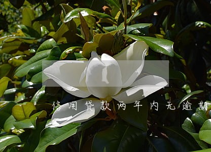 信用贷款两年内无逾期 信用贷款两年内无逾期