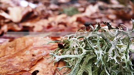 信用贷款人逾期怎么样 信用贷款人逾期怎么样