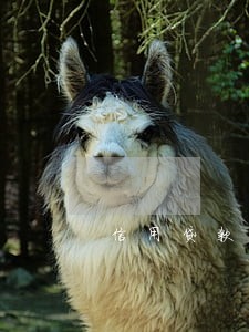 信用贷款利息逾期还款后果 信用贷款利息逾期还款后果