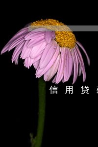 信用贷款多久算逾期 信用贷款多久算逾期