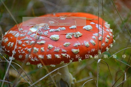 信用贷款有房贷逾期能申请吗 信用贷款有房贷逾期能申请吗