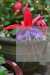 信用贷款联系人逾期 信用贷款联系人逾期