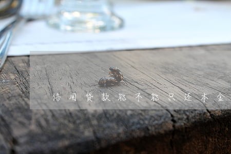 信用贷款能不能只还本金 信用贷款能不能只还本金