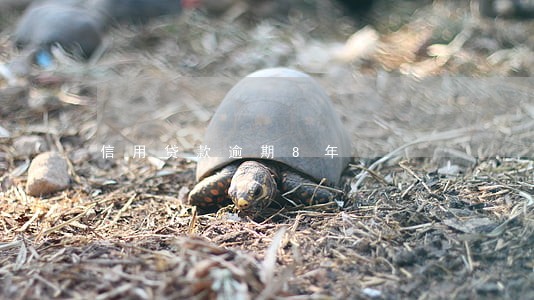 信用贷款逾期8年 信用贷款逾期8年