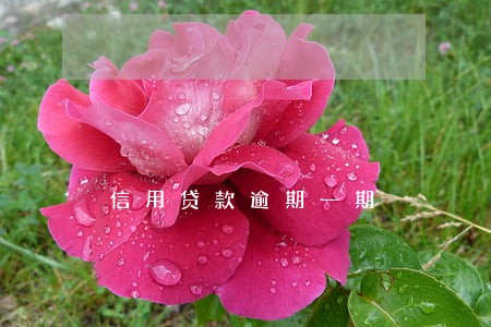 信用贷款逾期一期 信用贷款逾期一期