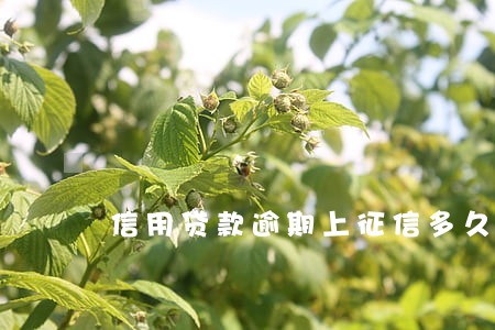 信用贷款逾期上征信多久能消除 信用贷款逾期上征信多久能消除