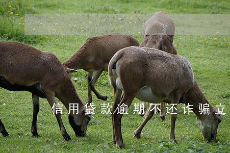 信用贷款逾期不还诈骗立案 信用贷款逾期不还诈骗立案