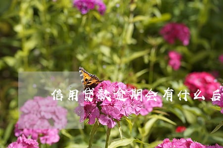 信用贷款逾期会有什么后果 信用贷款逾期会有什么后果