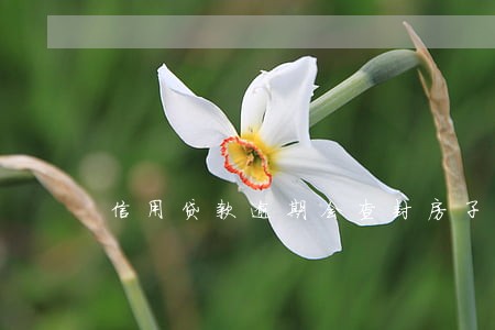信用贷款逾期会查封房子吗