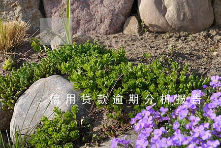 信用贷款逾期分析报告 信用贷款逾期分析报告